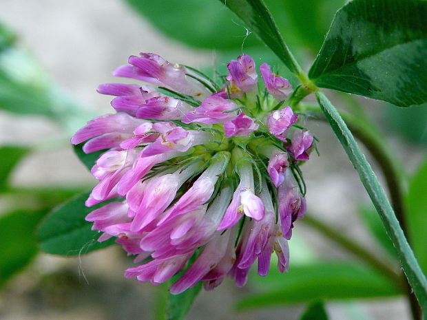 ďatelina lúčna Trifolium pratense L.