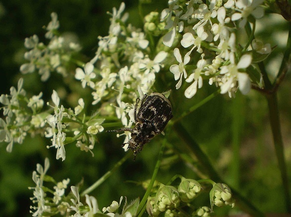 křivonožec polokřídlý Valgus hemipterus