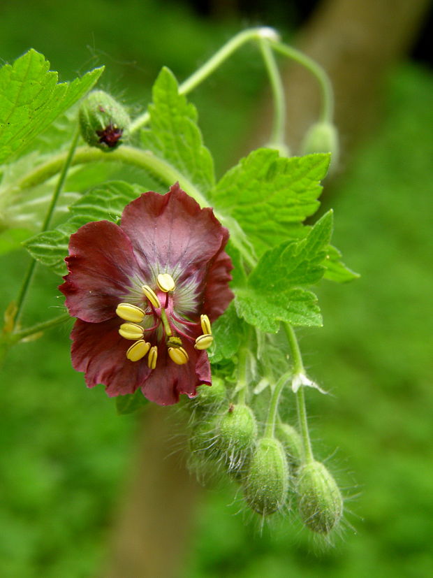 pakost hnedočervený (Geranium phaeum L.)