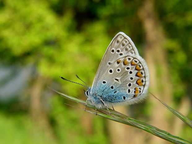 modráčik obyčajný. (Polyommatus icarus, Rottemburg, 1775