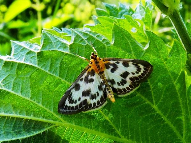 vijačka záhradná Anania hortulata