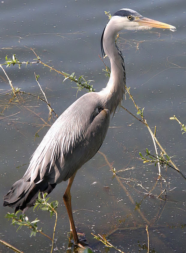 volavka popelavá Ardea cinerea