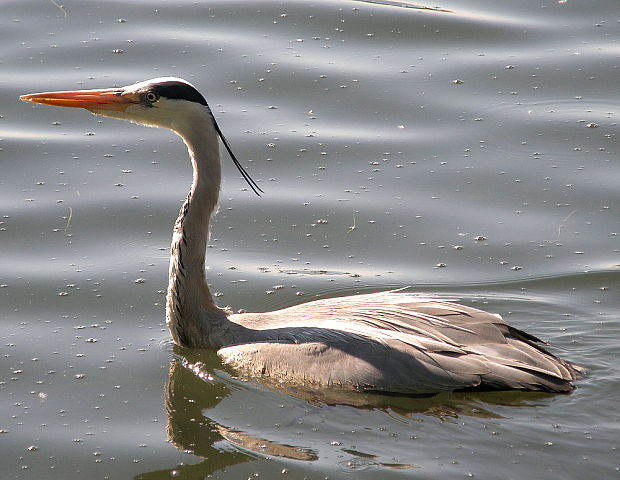 volavka popelavá Ardea cinerea