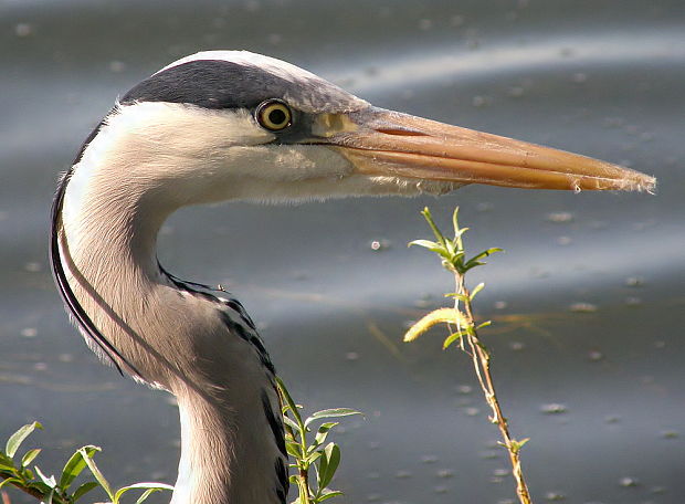 volavka popelavá Ardea cinerea