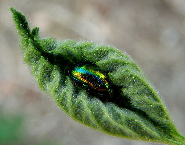 liskavka dúhova CHrysolina fastuosa