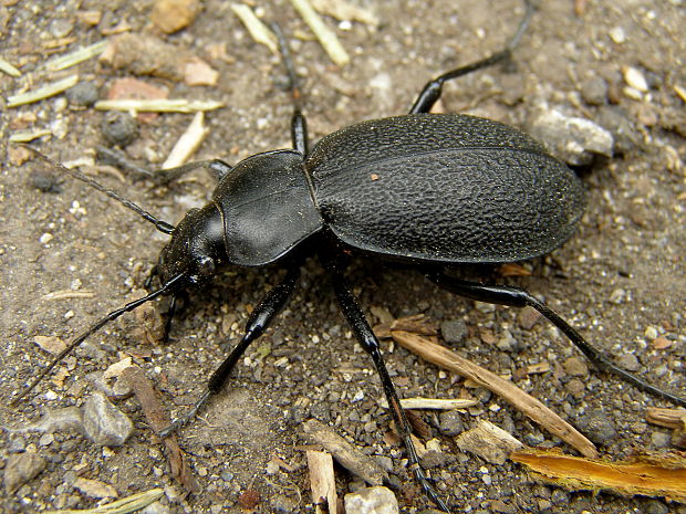 bystruška kožovitá Carabus coriaceus