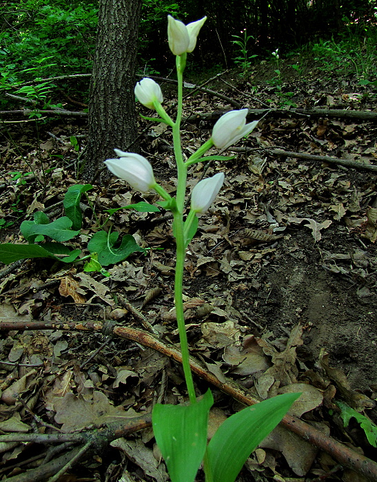 prilbovka biela Cephalanthera damasonium (Mill.) Druce