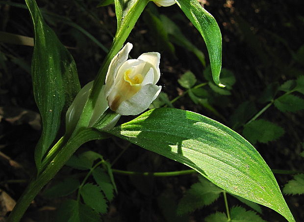 prilbovka biela Cephalanthera damasonium (Mill.) Druce