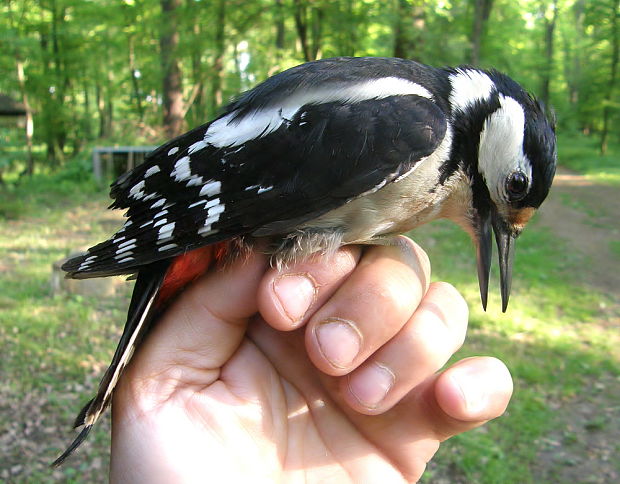 strakapoud velký Dendrocopos major