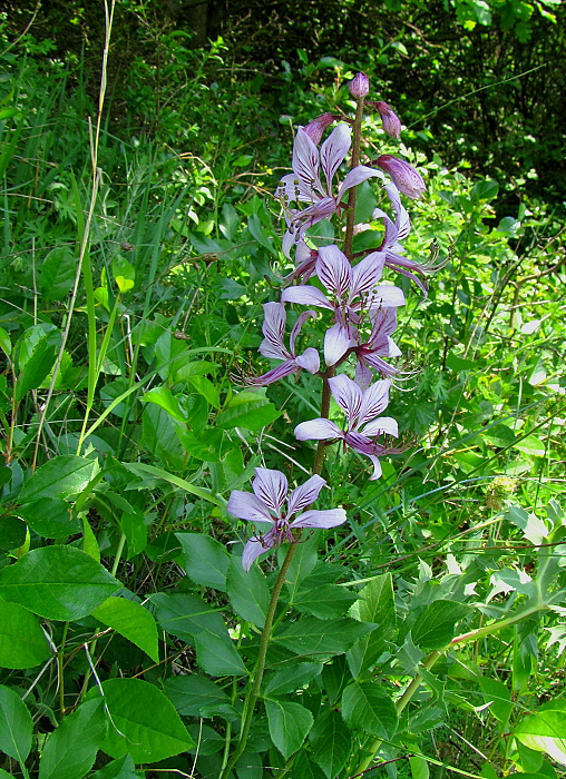 jasenec biely Dictamnus albus L.