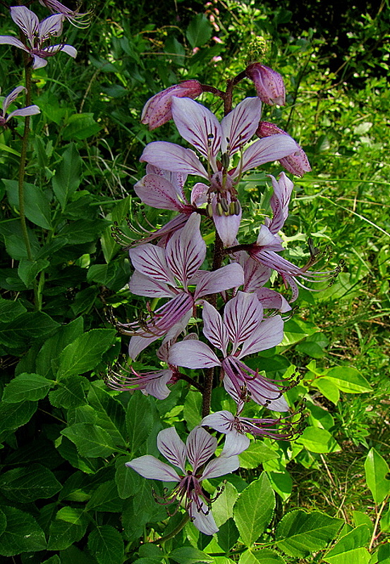 jasenec biely Dictamnus albus L.