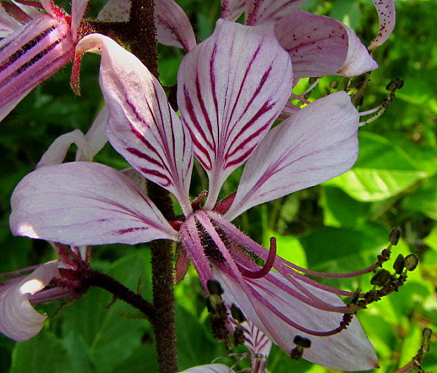 jasenec biely Dictamnus albus L.