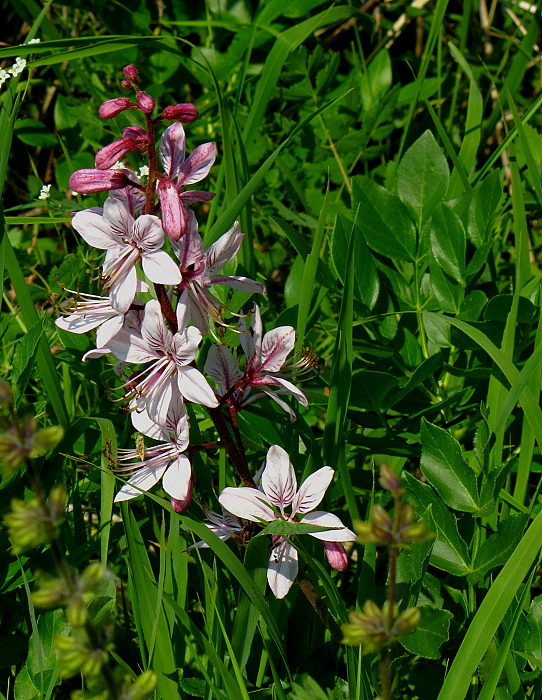 jasenec biely Dictamnus albus L.