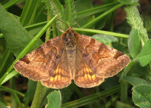 stužkovec hnedý Euclidia glýphica