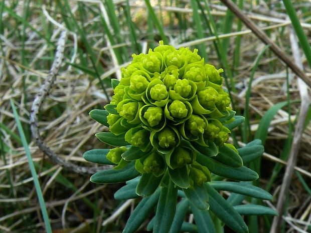 pryšec chvojka - mliečnik chvojkový Euphorbia cyparissias. L.