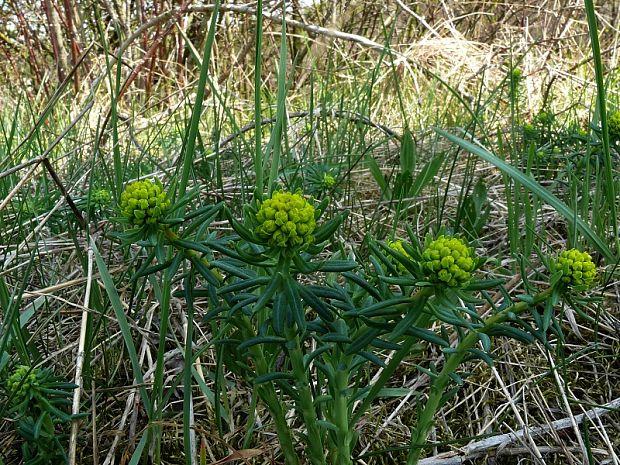 pryšec chvojka - mliečnik chvojkový Euphorbia cyparissias L.