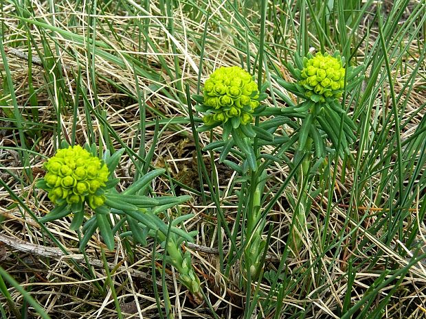 pryšec chvojka - mliečnik chvojkový Euphorbia cyparissias L.