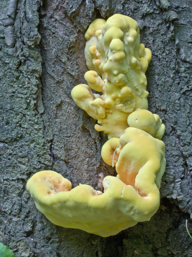 sírovec obyčajný Laetiporus sulphureus (Bull.) Murrill