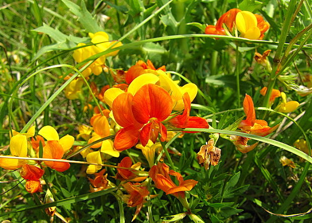 ľadenec rožkatý Lotus corniculatus L.