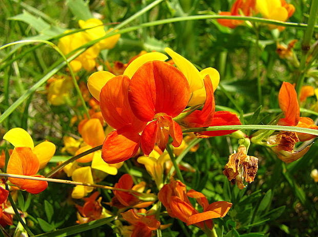 ľadenec rožkatý Lotus corniculatus L.