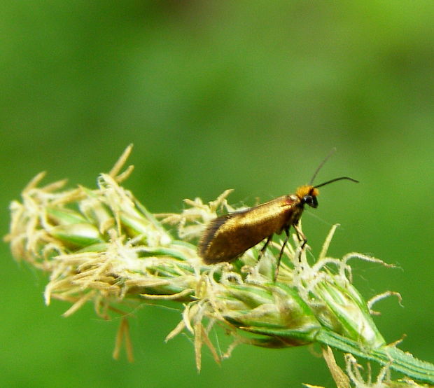 potočníkovec záružlovy Micropterix calthella