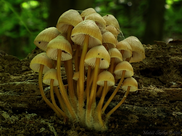 prilbička žltohlúbiková Mycena renati Quél.