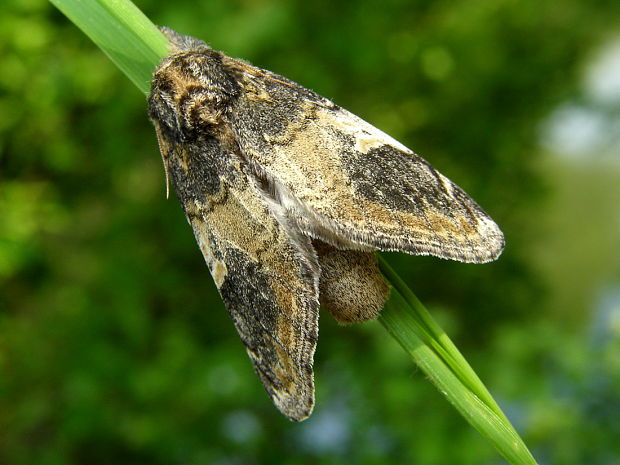 chochlatka topoľová Notodonta tritophus, Denis & Schiffermüller, 1775