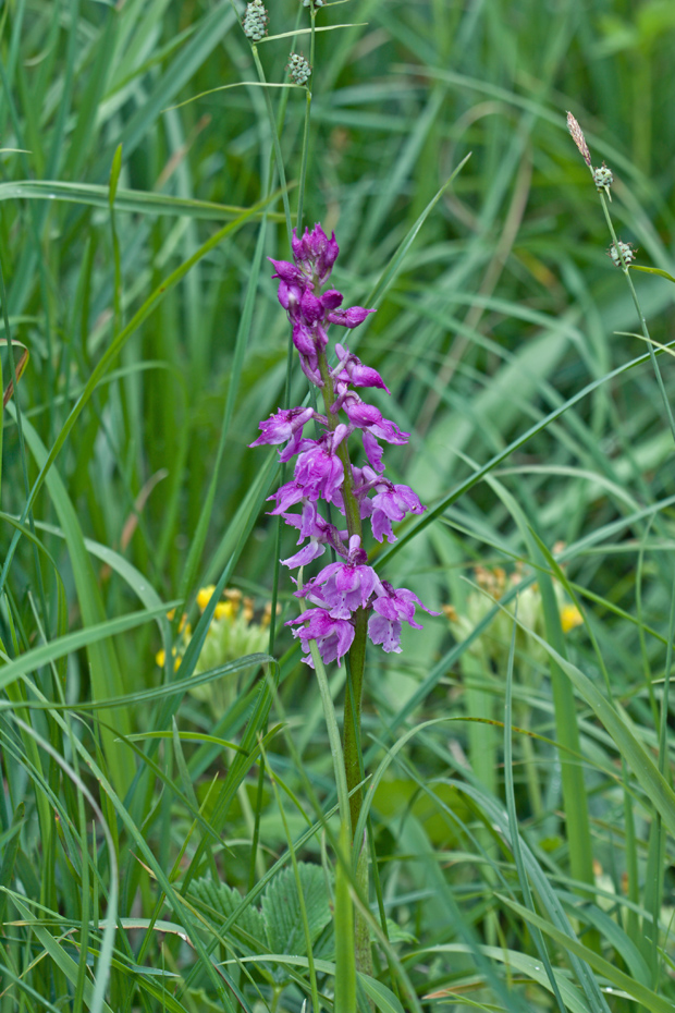 vstavač mužský poznačený Orchis mascula subsp. signifera (Vest) Soó