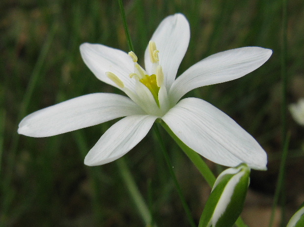 bledavka okolíkatá Ornithogalum umbellatum L