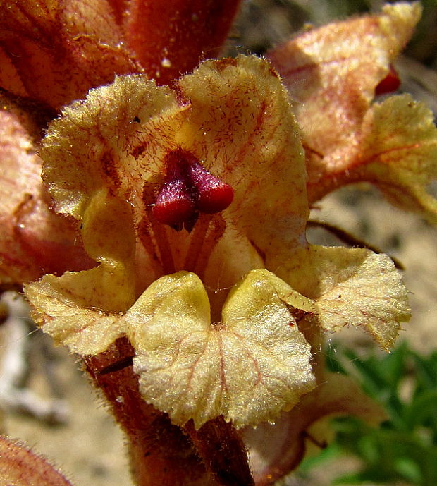 záraza biela Orobanche alba Willd.