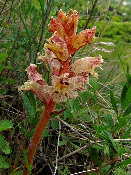 záraza biela Orobanche alba Willd.