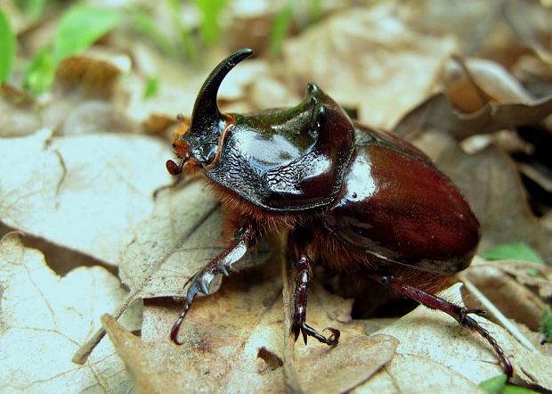 nosorožtek obyčajný  Oryctes nasicornis