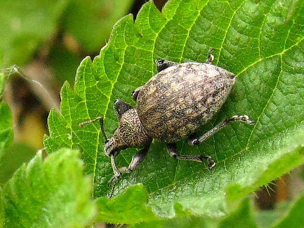 nosánik ligurčekový Otiorhynchus ligustici