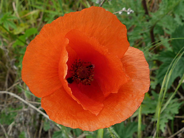 mak vlčí Papaver rhoeas L.