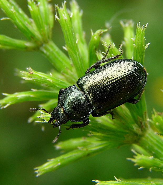 roháčik kovový Platycerus caraboides (Lucanidae)