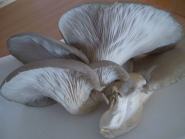 hliva ustricovitá Pleurotus ostreatus (Jacq.) P. Kumm.