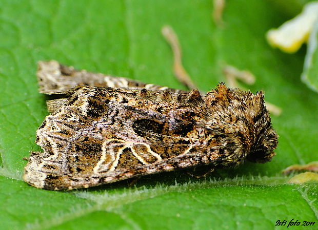 mora kúkoľová Sideritis rivularis