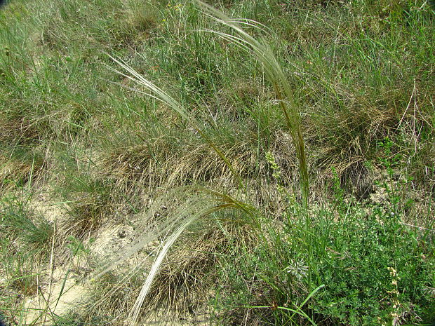 kavyľ Stipa sp.