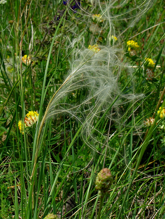 kavyľ Stipa sp.