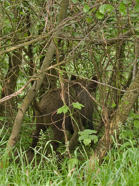 diviak lesný Sus scrofa