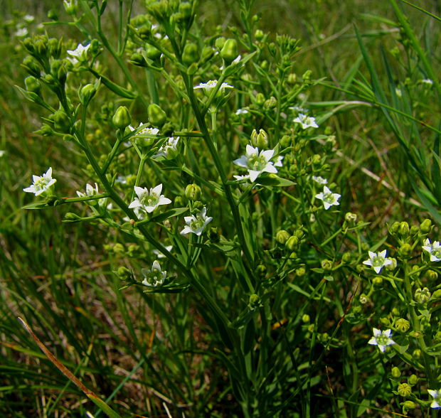 ľanolistník prostredný Thesium linophyllon L.