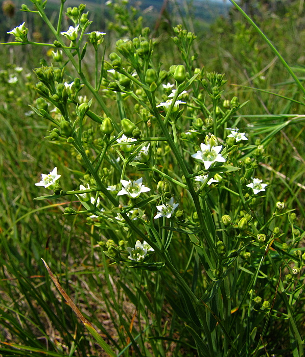 ľanolistník prostredný Thesium linophyllon L.