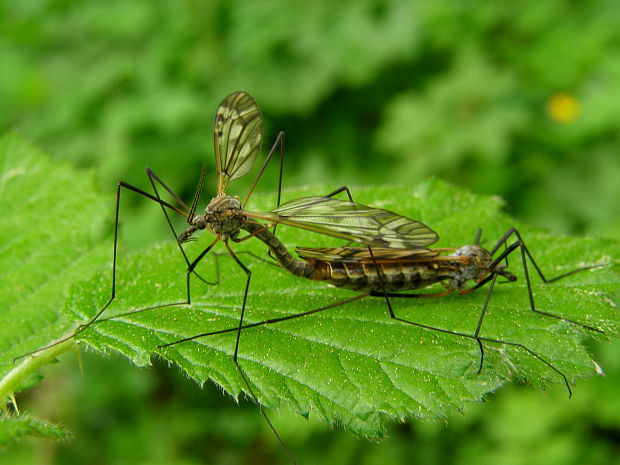 tipula Tipula sp.