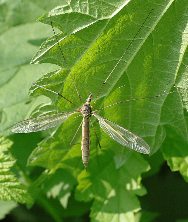 ? Tipula sp,