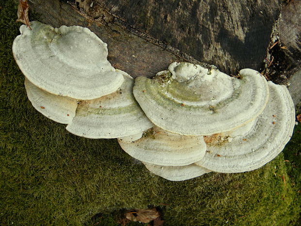 trúdnikovec hrbatý Trametes gibbosa (Pers.) Fr.