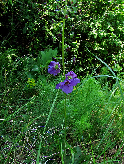 divozel tmavočervený Verbascum phoeniceum L.