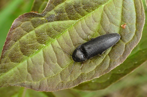 kováčik Ampedus nigerrimus