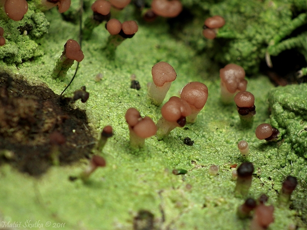 malohubka ryšavá Baeomyces rufus (L. f.) Rambold et Hertel