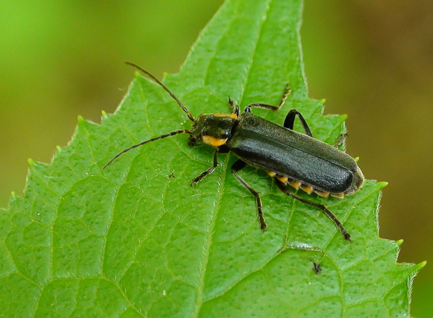 snehulčík tmavý Cantharis obscura