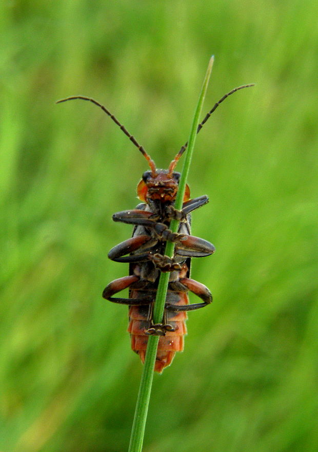 snehulčík obyčajný Cantharis rustica